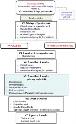 Regenerative stem cell therapy for stroke in Europe (RESSTORE): a multicenter randomized controlled efficacy clinical trial